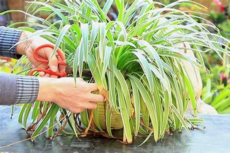 吊兰的如何施肥