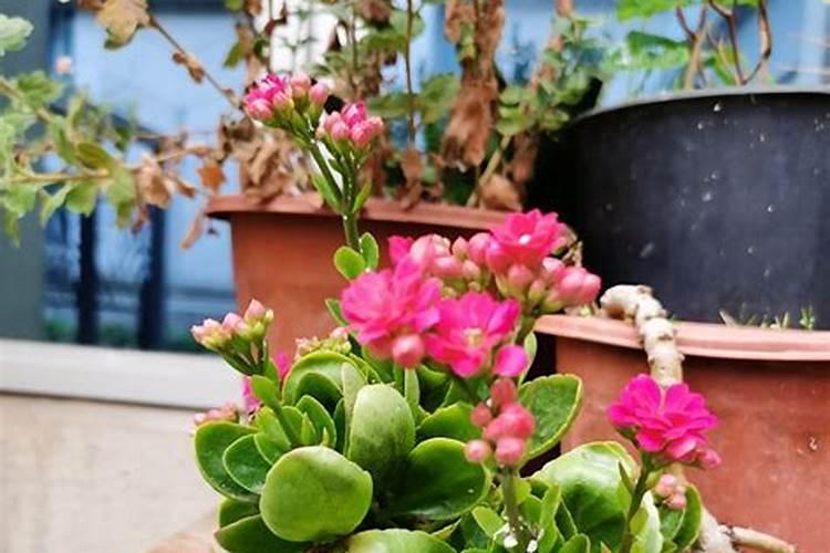 长寿花施肥方法