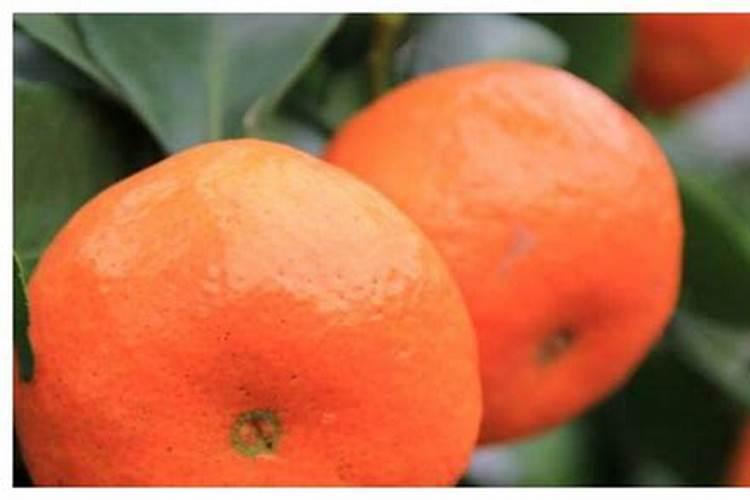 新种沙糖桔如何管理施肥