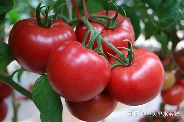 益施秋实中量元素水溶肥用量是多少