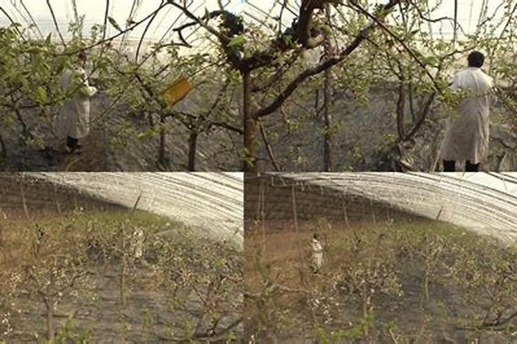 杏树喷施硼肥最佳时间？