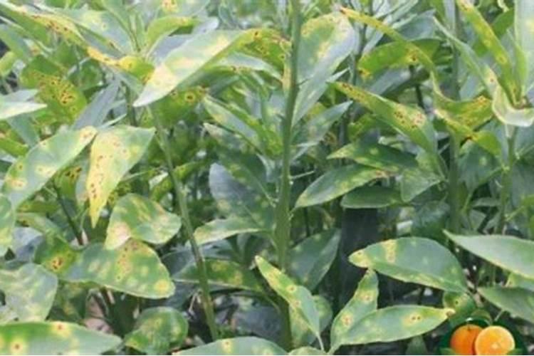 柑桔秋稍抽的太多,怎么办