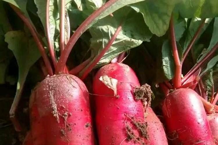 辣椒初花期每亩滴二公斤半高钾肥合适吗