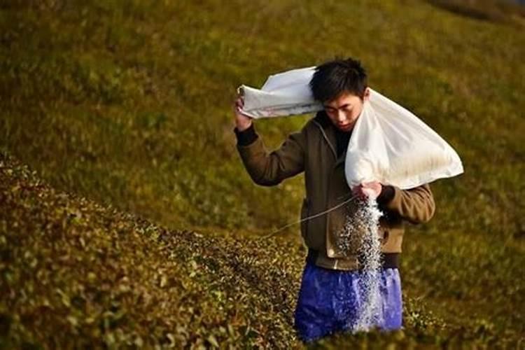 桃树最好的肥料是什么？