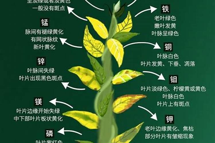 香蕉需求量最大的元素是什么？