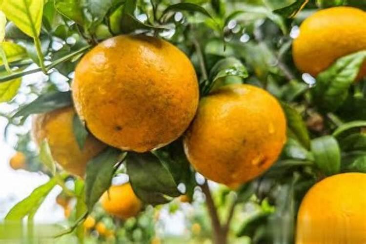 果树使用什么肥料方可使果子变得又大又甜？