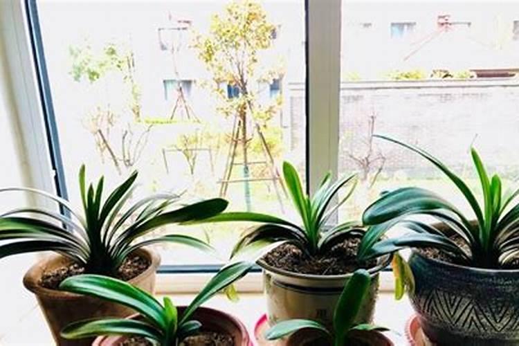 君子兰开花用什么肥料