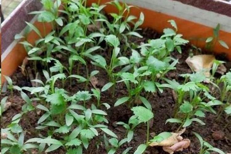 香菜最怕三种肥料