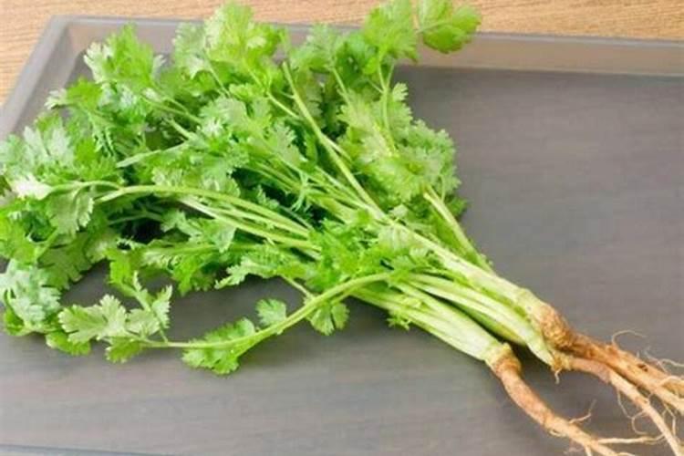 香菜不同阶段的施肥技巧