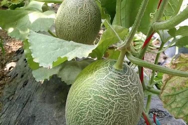 哈密瓜膨果期怎样施肥