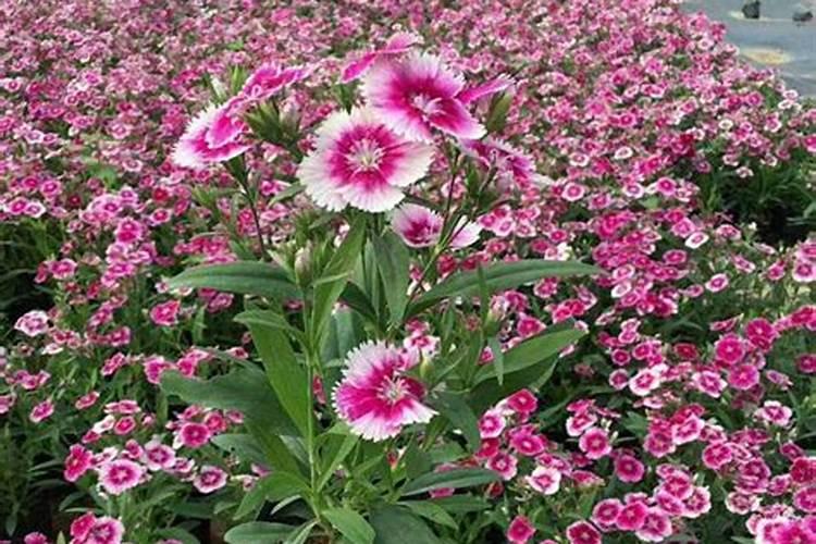 石竹施什么肥最好