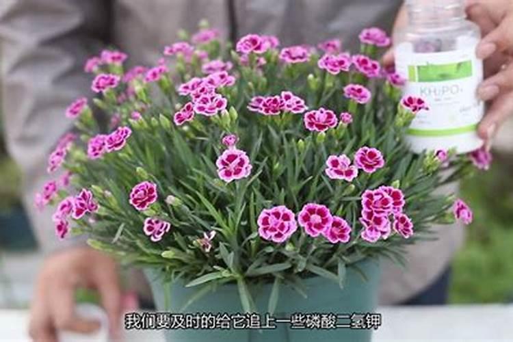 石竹用什么肥料