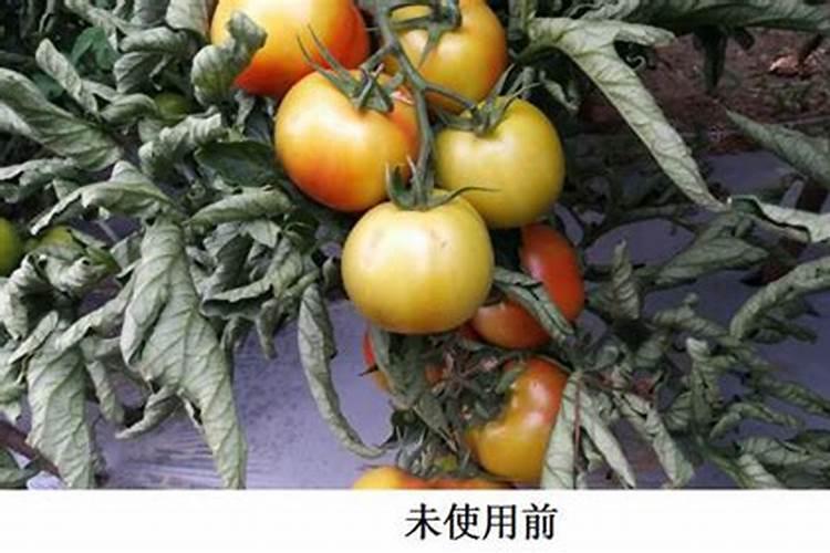 西红柿开裂是什么原因