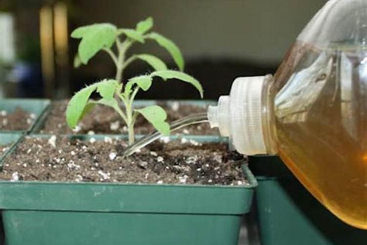 氮素液肥是什么肥