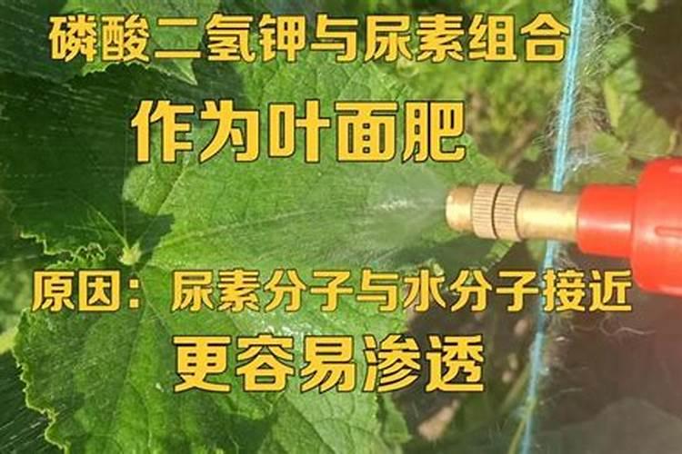 一铵和尿素,钾肥能掺混吗为什么