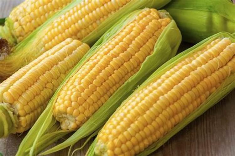 夏季打窝使用果酸玉米还是发酵玉米好