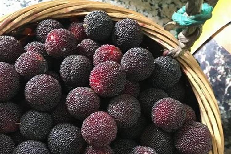 杨梅树苗怎么种植技术