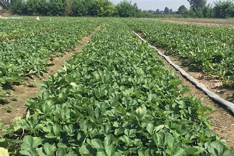 芸苔素可以控旺吗