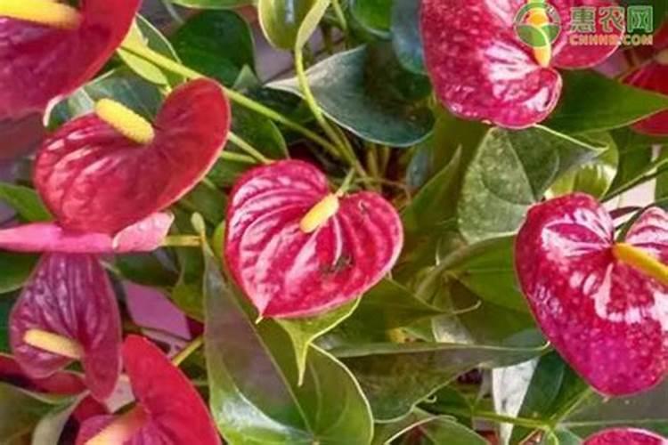 水稻晚上六点后能喷施叶面肥吗？