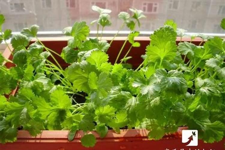 香菜施什么肥料长得快