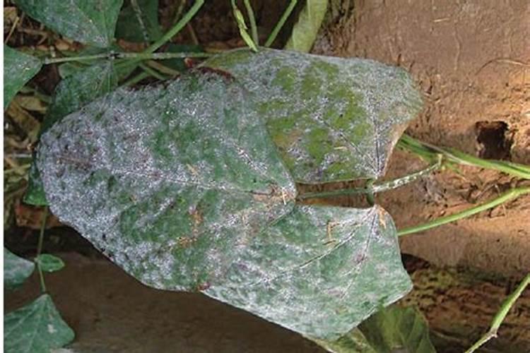 小麦白粉病有哪些症状？