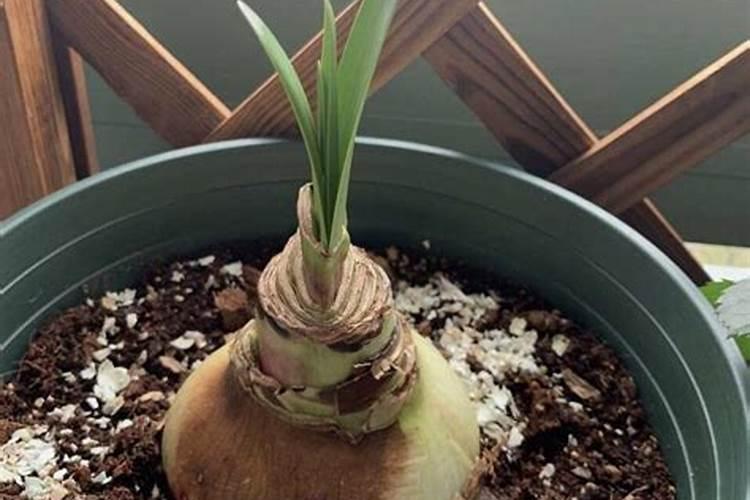 球根花卉应多施什么肥料