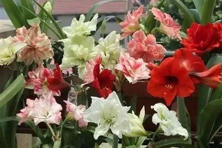 清香玉球根花卉的养护方法？