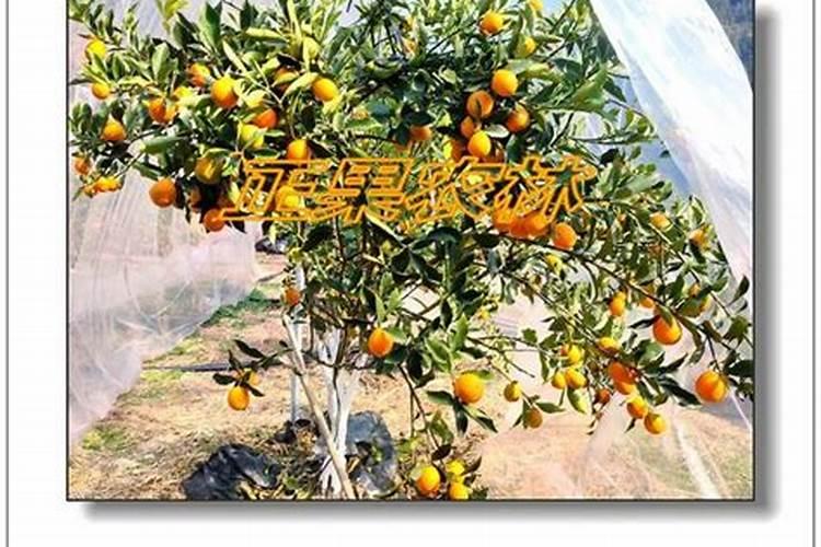 柑橘苗期施什么肥料