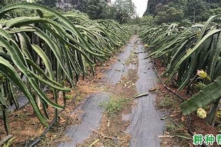 自制火龙果复合肥配方