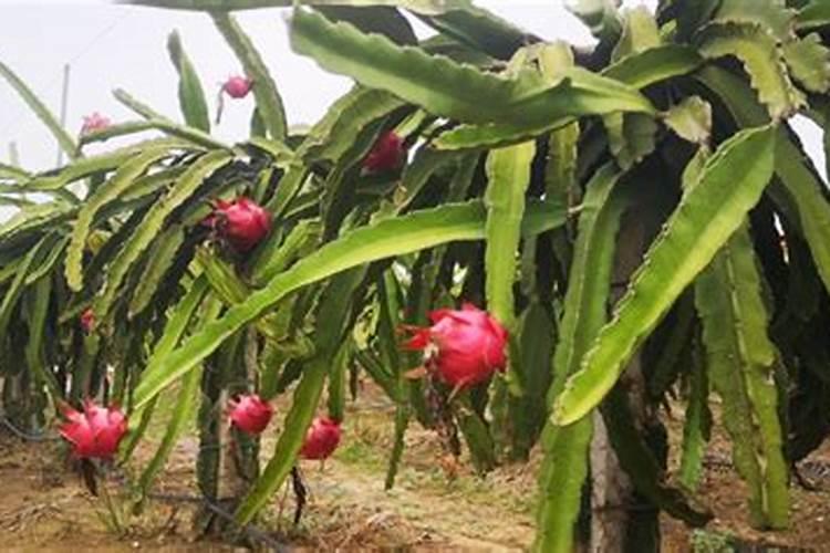 火龙果枝条粉碎可以做肥料吗？