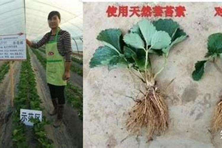 梨子树开花时能打药吗 梨子树开花时不可以喷药