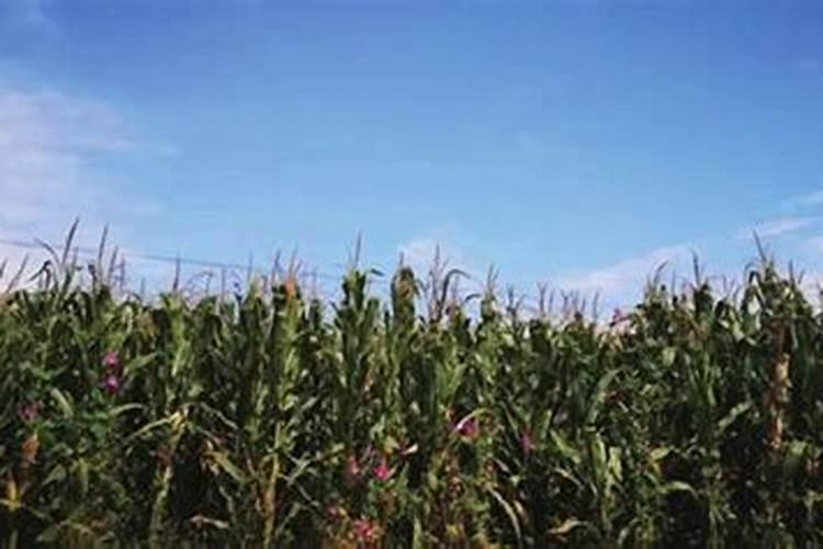 玉米专用肥料什么品牌的好？