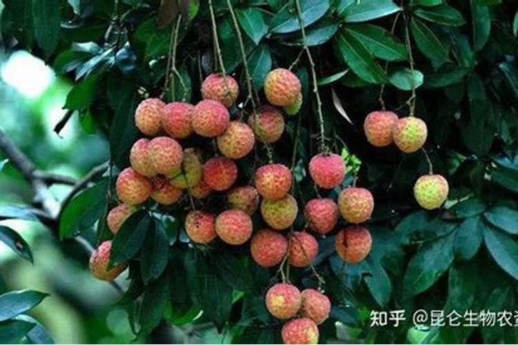 荔枝专用叶面肥什么好