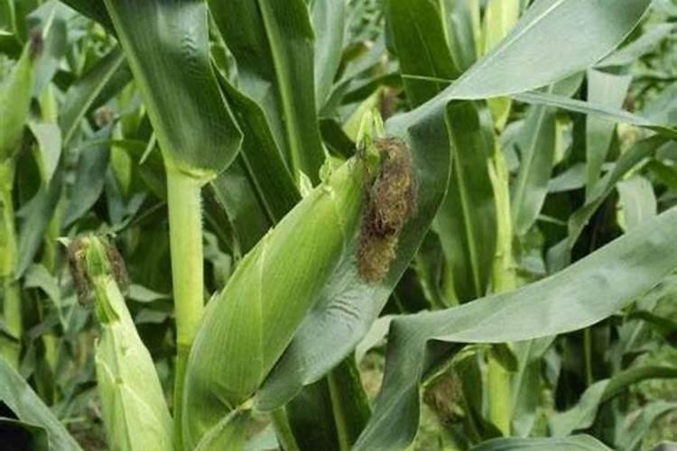 玉米底肥一次性施肥 氮磷钾 各用多少？