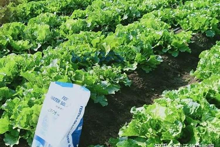 水溶肥是什么肥料怎样使用