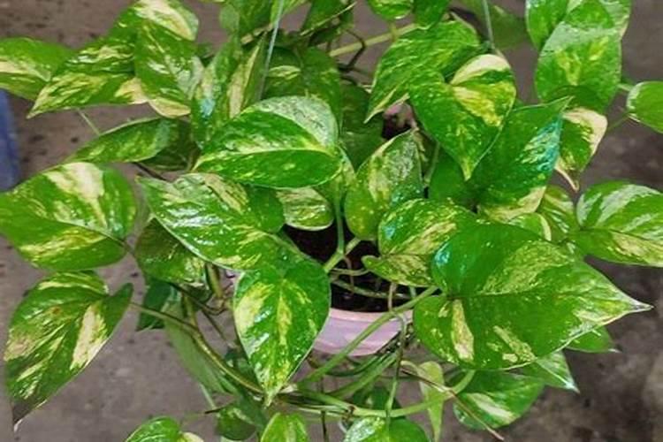 绿萝叶子耷拉着怎么办绿萝叶子耷拉着解决方法