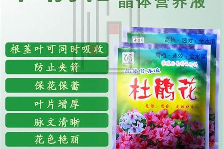 怎样给有花苞的杜鹃施肥