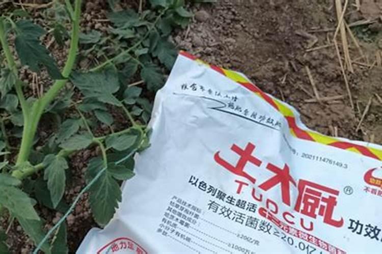 盆栽西红柿施什么肥最好