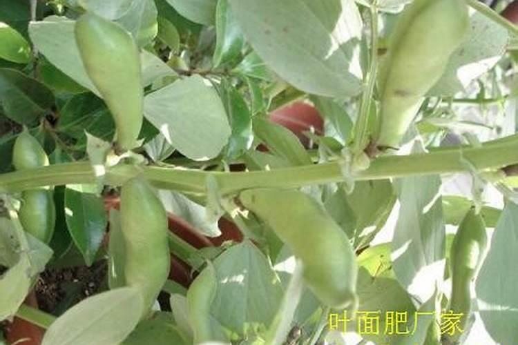 黄豆盛花期可不可以打叶面肥,大,黄豆开花期,能不能打叶面肥？
