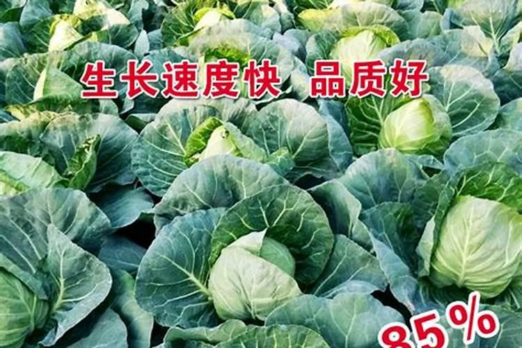 包菜又叫做卷心菜,你知道包菜要怎么施肥吗？