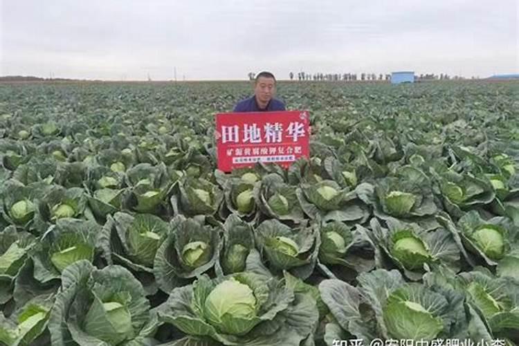 家庭种植紫包菜方法