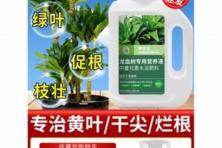 龙血树适合用硫酸亚铁吗