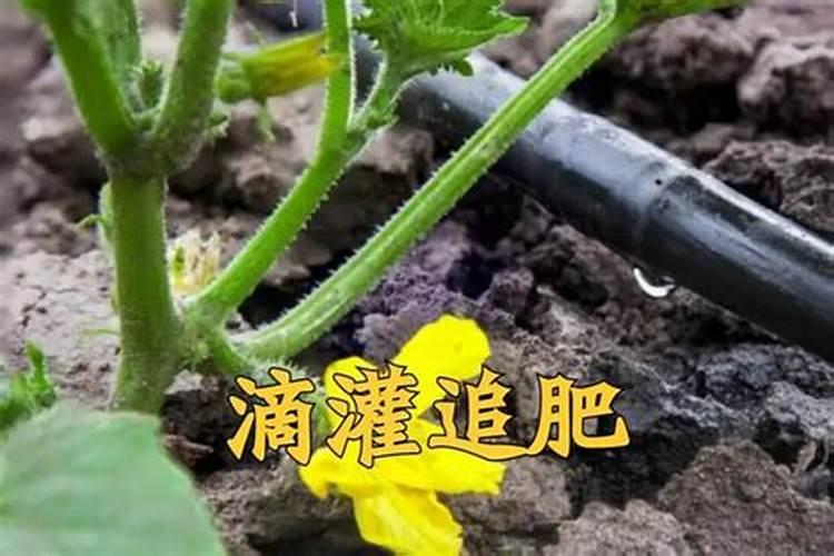 果树如何合理施用水溶肥