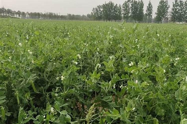 家庭中常见的氮肥