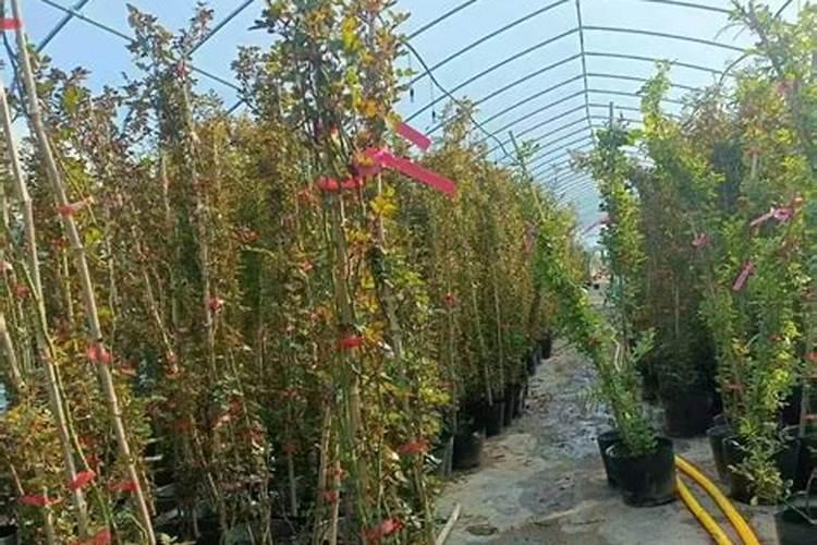 施什么肥让月季花又多又大