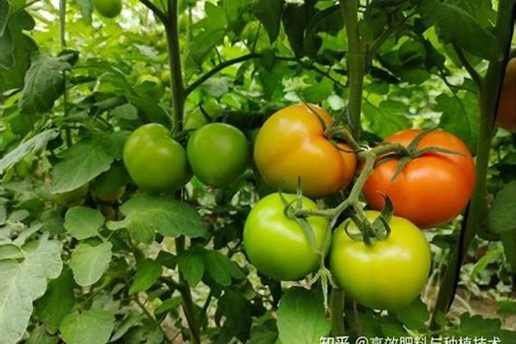 西红柿长多高时再追肥施什么肥