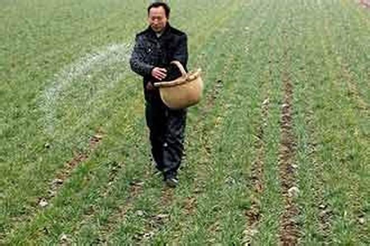 钙镁磷肥使用有什么技巧