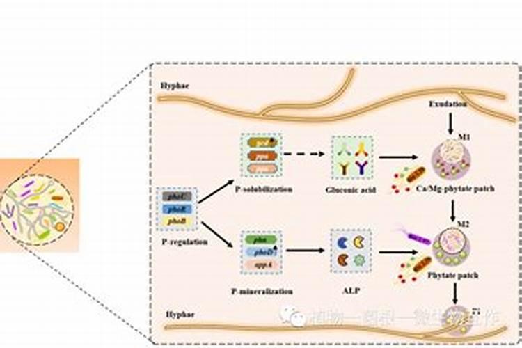 磷肥是直接被植物吸收的吗