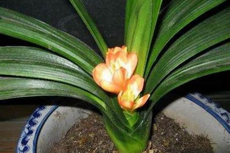 家养君子兰氮磷钾如何采用