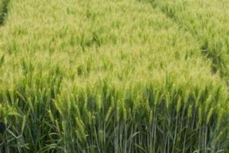 玉米肥料最佳配方复合肥